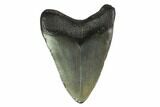 Fossil Megalodon Tooth - South Carolina #130808-1